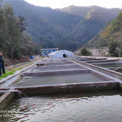 新疆雪龍魚廠家電話