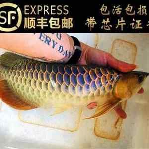 龍魚過背和高背哪個好看：龍魚過背和高背和高背金龍魚的區別,過背金龍魚的區別