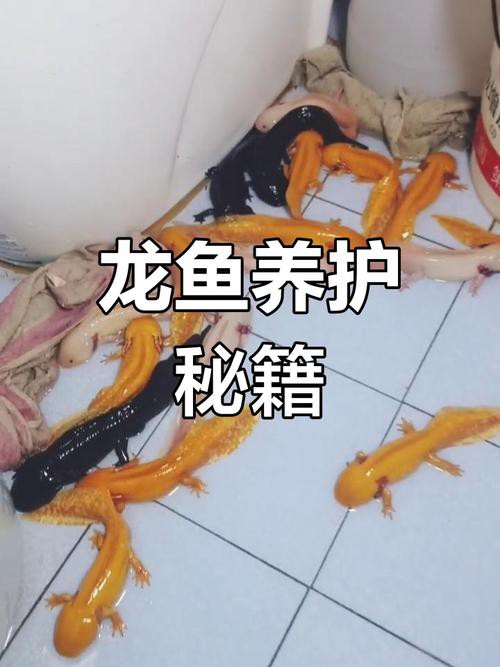 如何給超血紅龍魚換水？