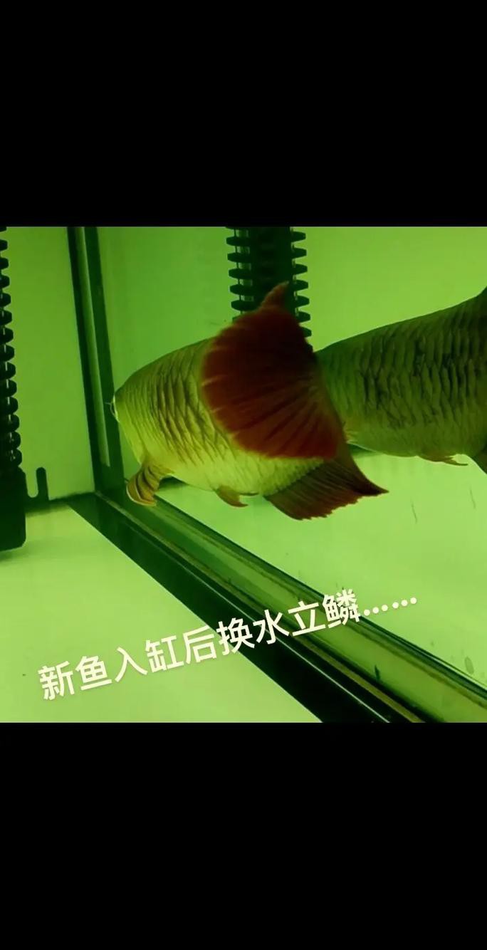 如何給超血紅龍魚換水？