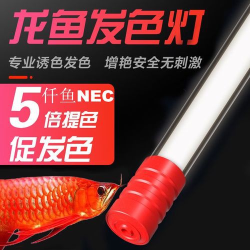 有哪些增色燈適合金龍魚？