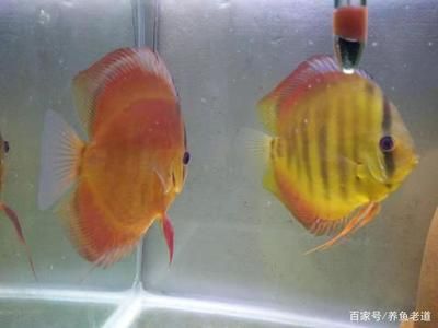 龍魚必須打氧嗎：龍魚是否必須打氧？