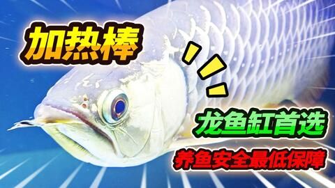 龍魚必須打氧嗎：龍魚是否必須打氧？