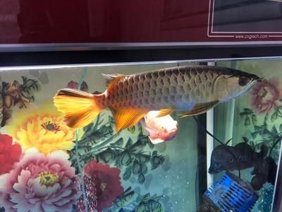 龍魚配飛鳳怎樣：龍魚和飛鳳魚的混養