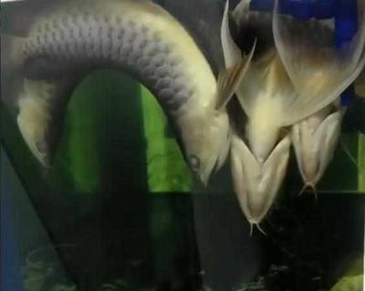 家里的龍魚死了有什么寓意（家里的龍魚突然死亡在不同文化和信仰下有不同的解讀）