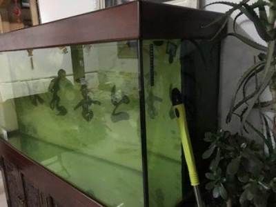 龍魚缸用什么除藻