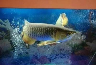 龍魚驚嚇拒食怎么辦啊：龍魚受驚拒食怎么辦