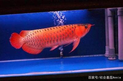 龍魚漁場排名第一是什么魚：龍魚漁場排名第一是什么魚，