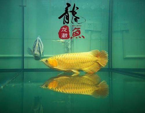 武吉美拉龍魚怎么樣好養嗎：武吉美拉龍魚好養嗎