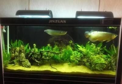 龍魚新缸幾天換水比較好，養龍魚新缸換水周期需根據水質狀況和魚缸內設備來決定