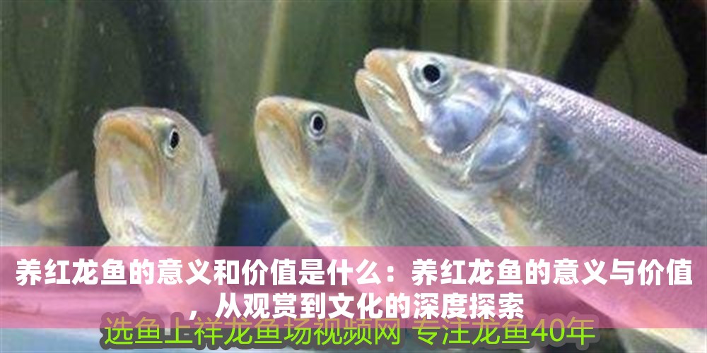 養(yǎng)紅龍魚的意義和價(jià)值是什么：養(yǎng)紅龍魚的意義與價(jià)值，從觀賞到文化的深度探索
