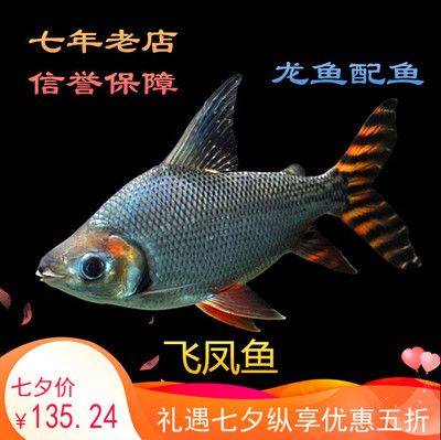 紅龍魚吃不下了要不要撈出來：補充信息的方法