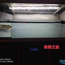 養龍魚需要用加熱棒嗎：養殖龍魚必須用加熱棒嗎養龍魚必須用加熱棒嗎