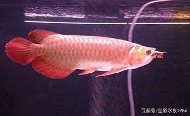 龍魚到家后多久喂食合適：龍魚到家后多久喂食合適龍魚到家后多久喂食合適