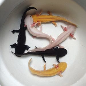 六角恐龍魚吃飼料嗎？：六角恐龍魚可以吃飼料嗎