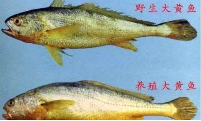 金龍魚膠有幾種顏色（金龍魚膠顏色鑒別技巧）