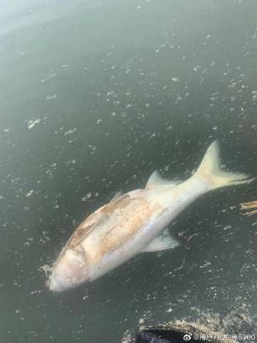 龍魚外寄生蟲治療周期一般多久？