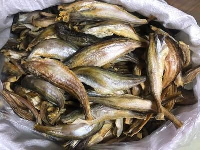 龍魚批發市場在哪里進貨好：龍魚批發市場價格查詢