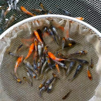 龍魚批發市場在哪里進貨好：龍魚批發市場價格查詢