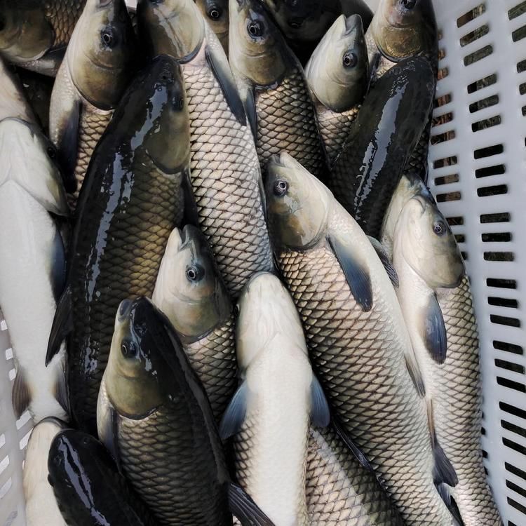 龍魚批發市場在哪里進貨好：龍魚批發市場價格查詢