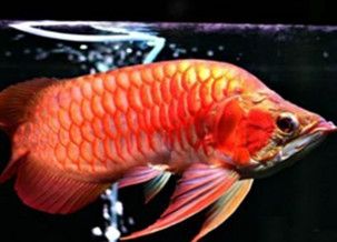 龍魚多少錢一只：金龍魚市場價格波動原因及飼養技巧有哪些