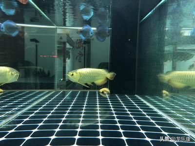 龍魚魚缸推薦哪種濾材：龍魚魚缸過濾材料的選擇