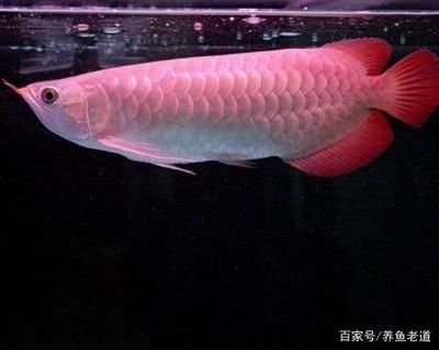 龍魚魚缸推薦哪種濾材：龍魚魚缸過濾材料的選擇