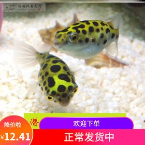 斑馬狗頭龍魚混養(yǎng)可以嗎：斑馬狗頭魚和其他魚類混養(yǎng)的注意事項(xiàng)
