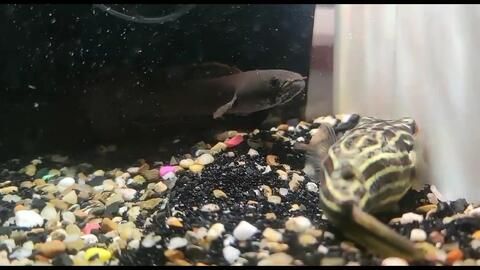 斑馬狗頭龍魚混養(yǎng)可以嗎：斑馬狗頭魚和其他魚類混養(yǎng)的注意事項(xiàng)