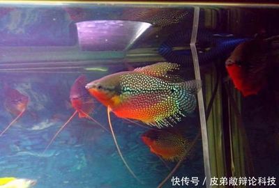 麗麗魚(yú)和曼龍魚(yú)的區(qū)別，麗麗魚(yú)和曼龍魚(yú)有什么區(qū)別 麗麗魚(yú)和曼龍魚(yú)的區(qū)別，麗麗魚(yú)和曼龍魚(yú)有什么區(qū)別 龍魚(yú)百科 第4張