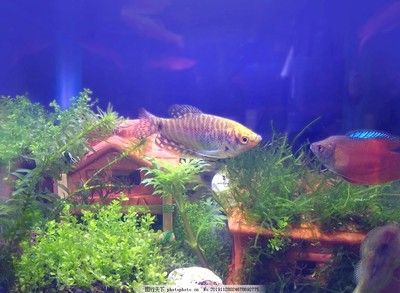 麗麗魚(yú)和曼龍魚(yú)的區(qū)別，麗麗魚(yú)和曼龍魚(yú)有什么區(qū)別 麗麗魚(yú)和曼龍魚(yú)的區(qū)別，麗麗魚(yú)和曼龍魚(yú)有什么區(qū)別 龍魚(yú)百科 第1張