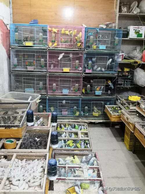 成都哪里有賣龍魚的 成都哪里有賣龍魚的 龍魚百科 第2張
