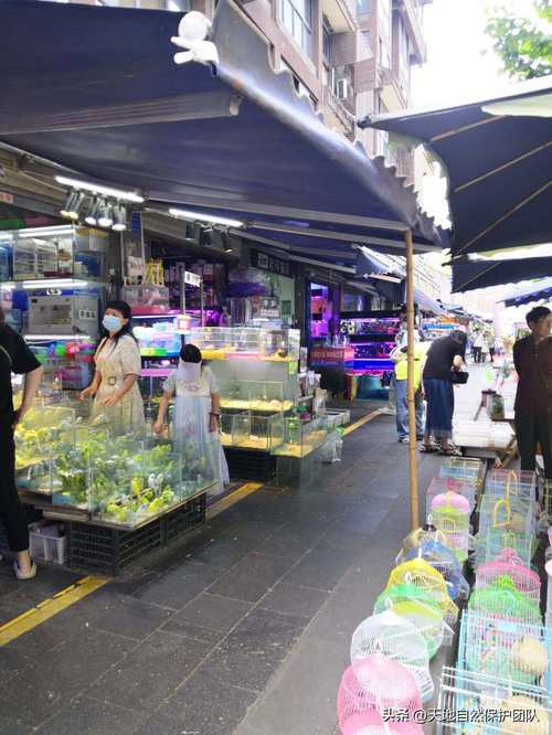 成都哪里有賣龍魚的 成都哪里有賣龍魚的 龍魚百科 第4張