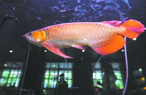 成都哪里有賣龍魚的 成都哪里有賣龍魚的 龍魚百科 第20張
