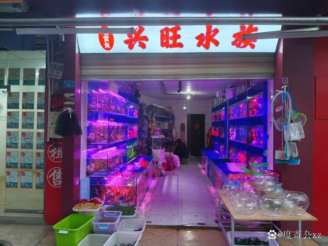 成都哪里有賣龍魚的 成都哪里有賣龍魚的 龍魚百科 第10張