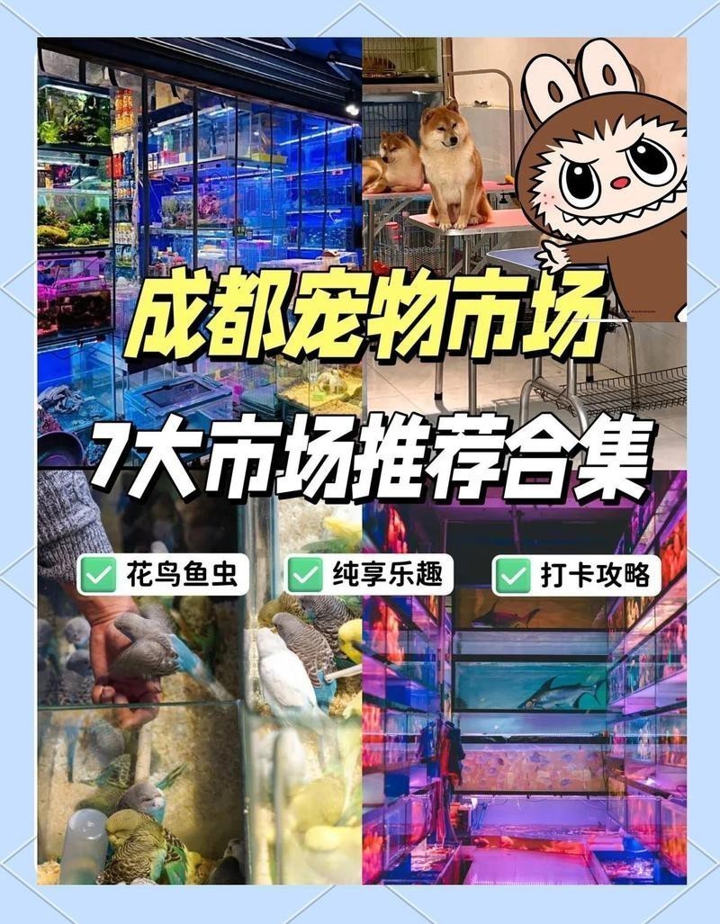 成都哪里有賣龍魚的 成都哪里有賣龍魚的 龍魚百科 第18張