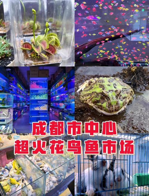 成都哪里有賣龍魚的 成都哪里有賣龍魚的 龍魚百科 第5張