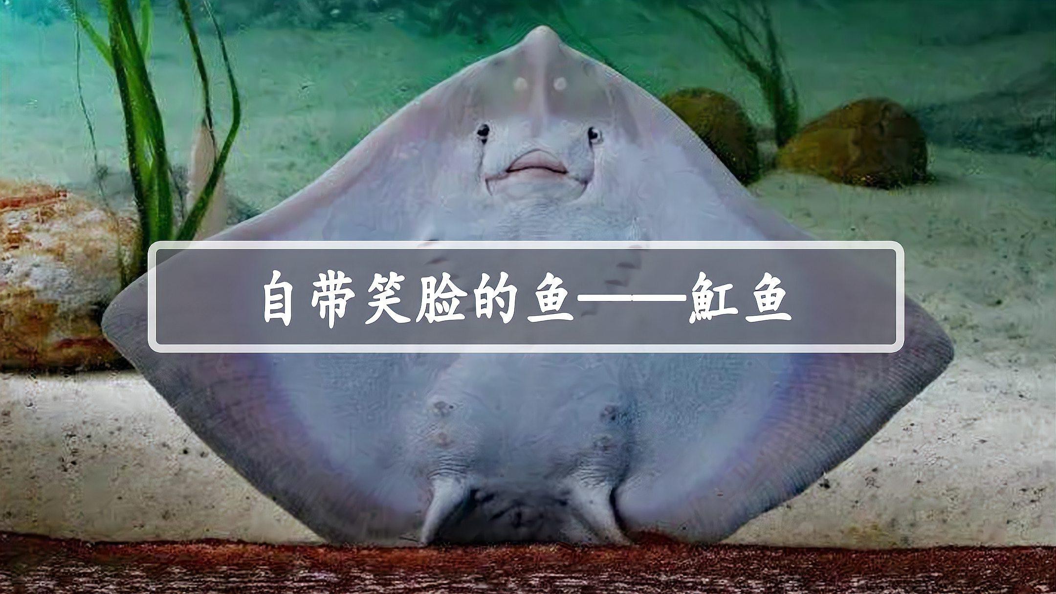 金龍魚和虎魚可以和什么魚混養呢圖片