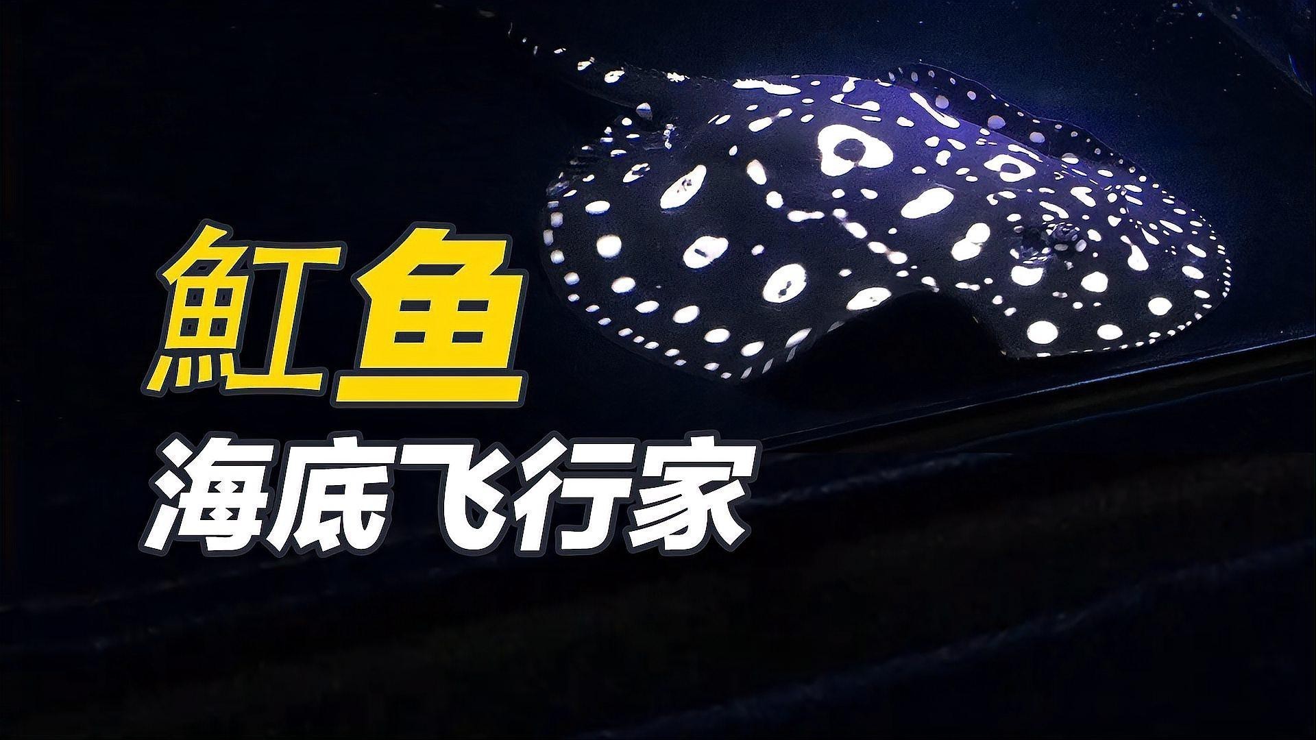 金龍魚和虎魚可以和什么魚混養呢圖片