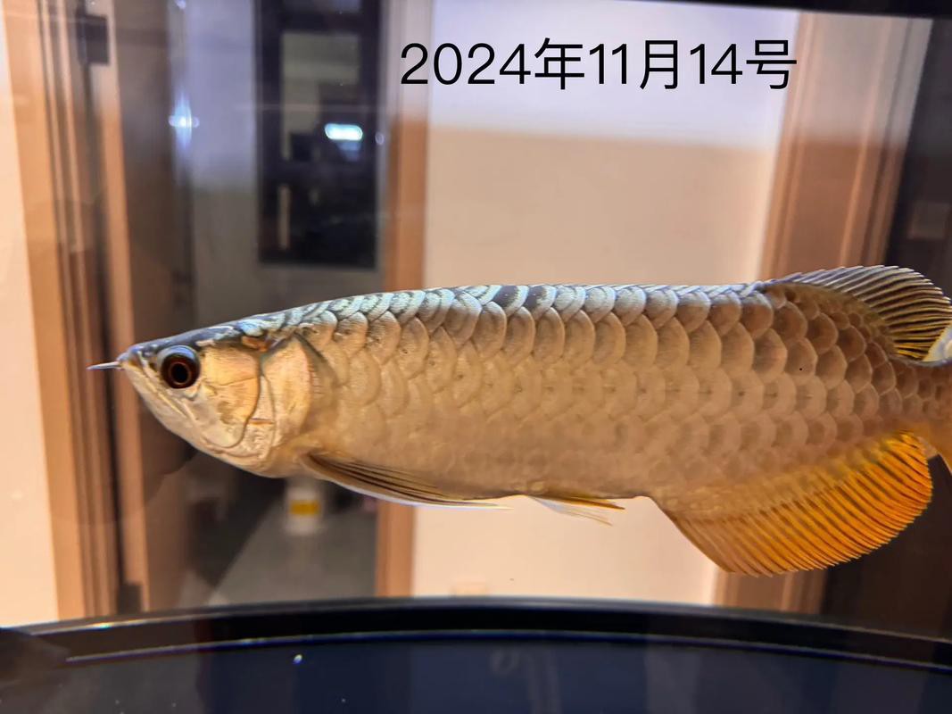 金龍魚和虎魚可以和什么魚混養呢圖片