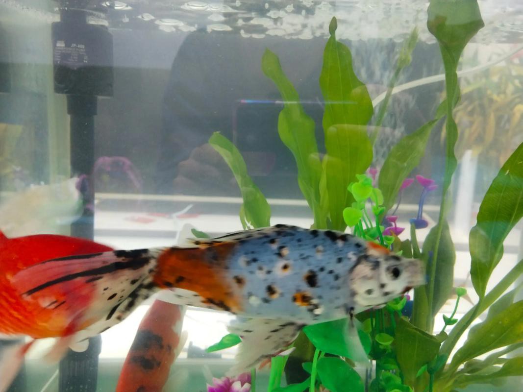 金龍魚和虎魚可以和什么魚混養呢圖片