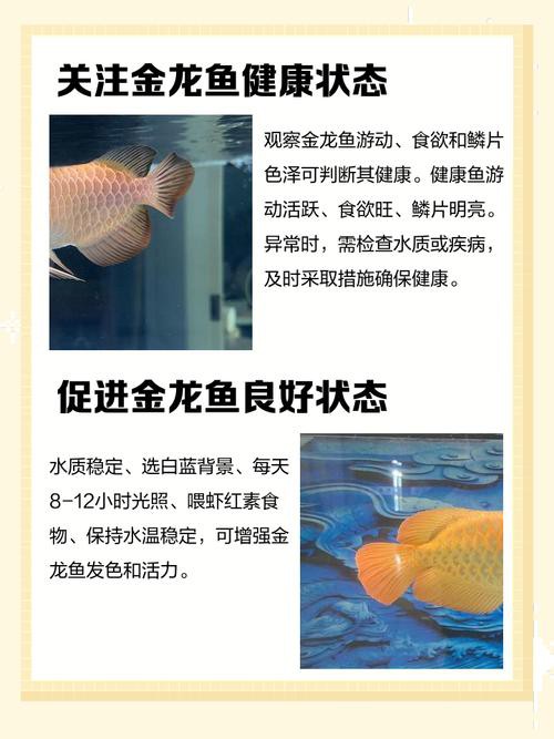金龍魚和虎魚可以和什么魚混養呢圖片