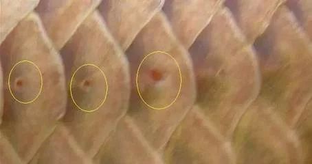 最貴的金龍魚：世界上最貴的金龍魚價值500萬元