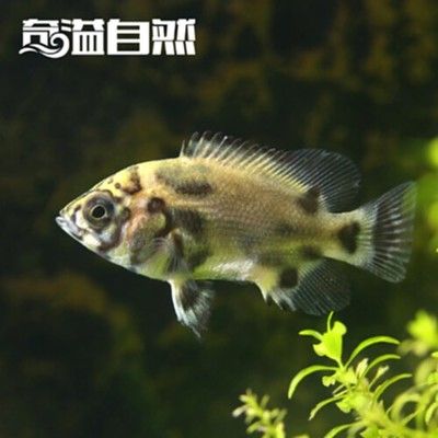 銀龍魚苗不同階段飼料選擇：銀龍魚苗在不同的生長階段對飼料的選擇有所不同