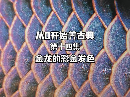 金龍魚長到多大就不發色了呢