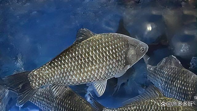 龍魚水霉病治療周期一般多久