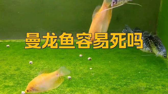 養曼龍魚需要注意什么事項