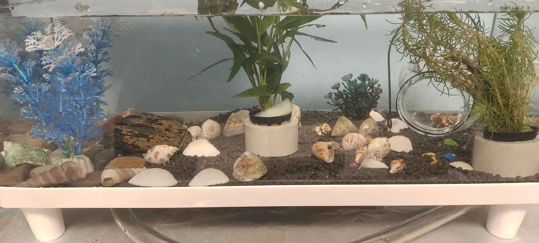 養曼龍魚需要注意什么事項