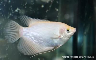 龍魚浮水面是不是缺氧引起的：為什么龍魚會浮到水面，可能是缺氧引起的，