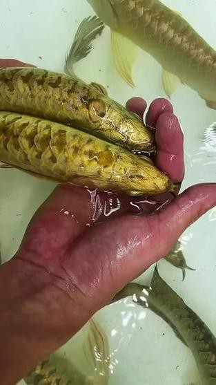 正宗金龍魚多少錢一條啊價格